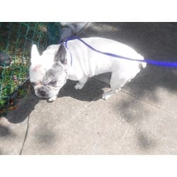 Photo of Nash, adoptable French Bulldog in Doral, Florida