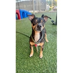 Photo of Zippy, adoptable Rat Terrier in Doral, Florida