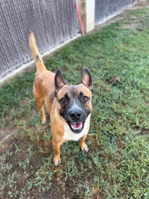 Photo of Gooby, adoptable Australian Cattle Dog/Blue Heeler in Riverside, California