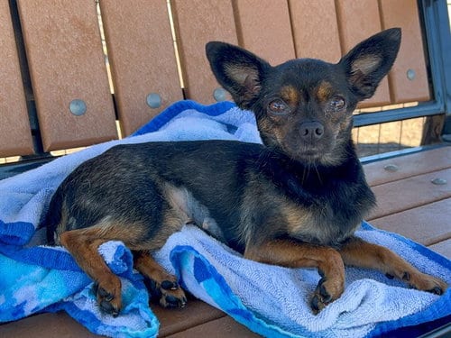 Photo of Hera, adoptable Chihuahua in Orange, California