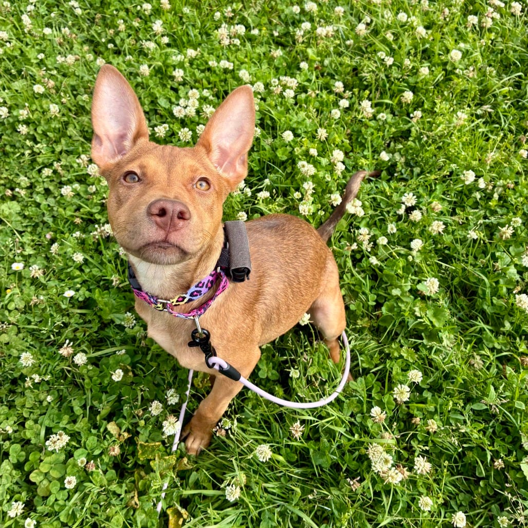 Photo of Mango, adoptable Terrier, Pit Bull / Mixed Breed (Medium) in California, California
