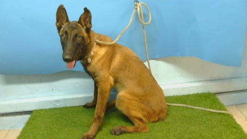 Photo of Lex, adoptable Belgian Shepherd Malinois in Gardena, California