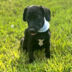 Photo of Wes, adoptable Pug Chihuahua in Winchester, Virginia