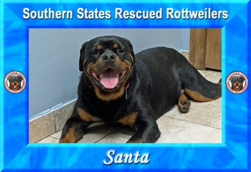 Photo of Santa, adoptable Rottweiler in White Hall, Arkansas