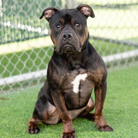 Photo of Whiskey, adoptable Pit Bull Terrier in Camarillo, California