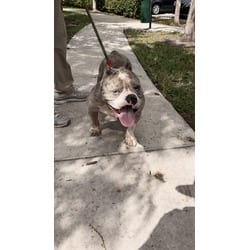 Photo of Steel, adoptable American Bulldog in Doral, Florida