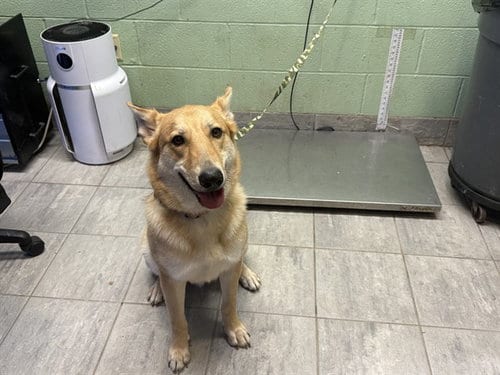 Photo of Axel, adoptable German Shepherd Dog in Grand Prairie, Texas