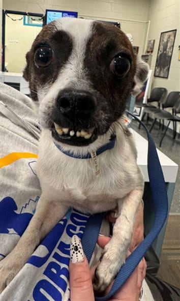 Photo of Kovu, adoptable Chihuahua in Peoria, Illinois