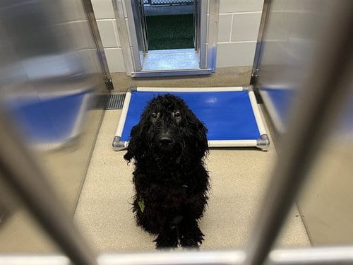 Photo of Doodle Bob, adoptable Poodle (Standard) in Grand Prairie, Texas