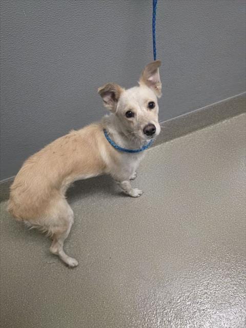 Photo of Ellie Mae, adoptable Australian Terrier in Las Vegas, Nevada