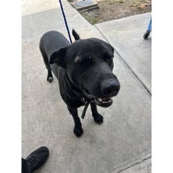 Photo of Fred, adoptable German Shepherd Dog in Doral, Florida
