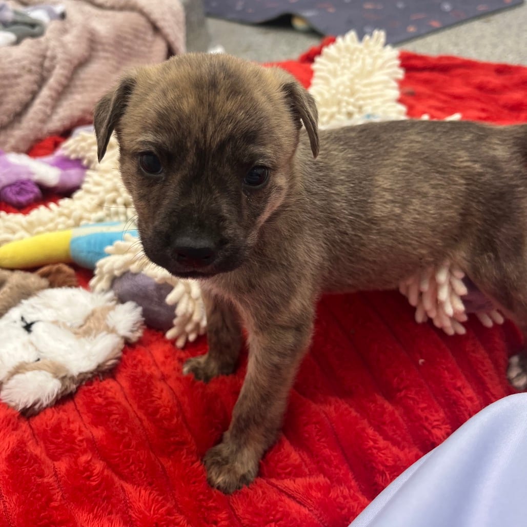 Photo of Percussion, adoptable Cattle Dog / Mix in Kanab, Utah