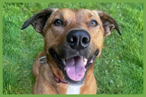 Photo of Mila, adoptable Labrador Retriever in Amherst, Massachusetts