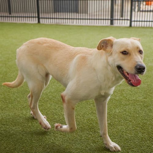 Photo of Florence, adoptable Anatolian Shepherd in Waco, Texas