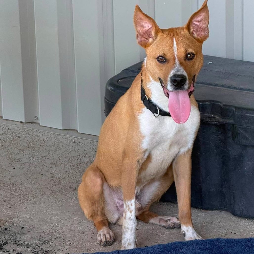 Photo of Georgie, adoptable Unknown / Mix in Weatherford, Texas