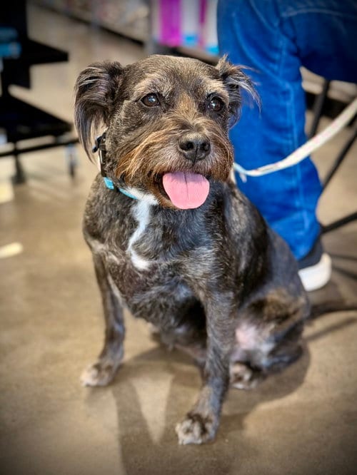 Photo of Jasmine, adoptable Schnauzer in Phoenix, Arizona