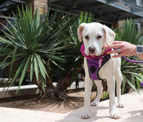 Photo of Ouida Pearl, adoptable Labrador Retriever in Pflugerville, Texas
