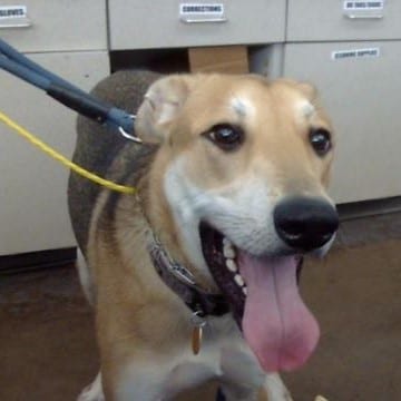 Photo of Mei-Mei, adoptable Mixed Breed