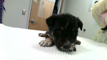 Photo of Jordan, adoptable dog in Farmington, New Mexico