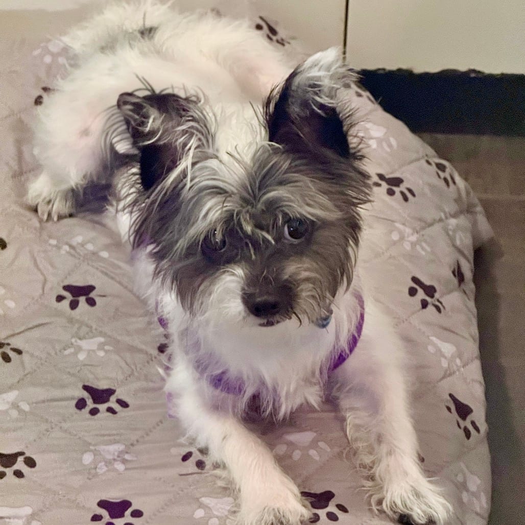 Photo of Jake, adoptable Terrier in Central Texas, Texas