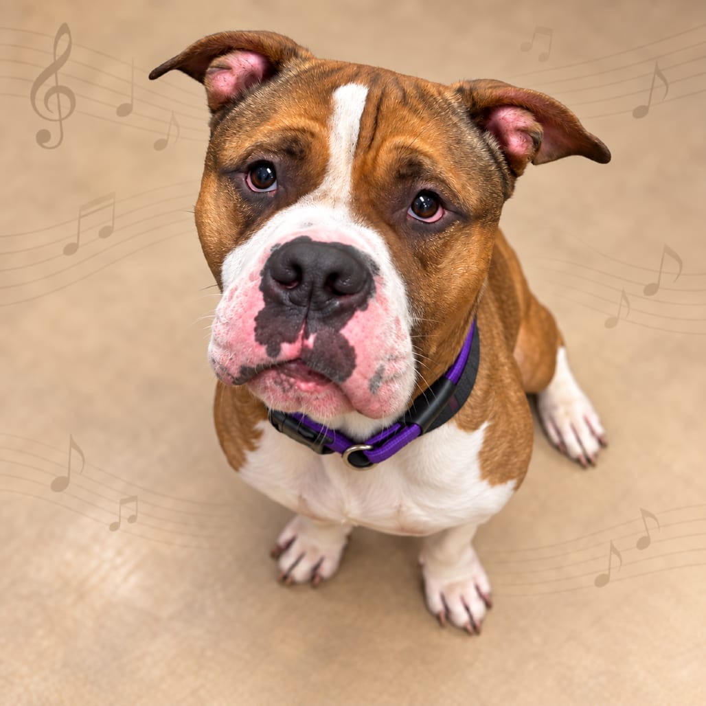 Photo of Mozart, adoptable Terrier, Pit Bull in Fort Pierce, Florida