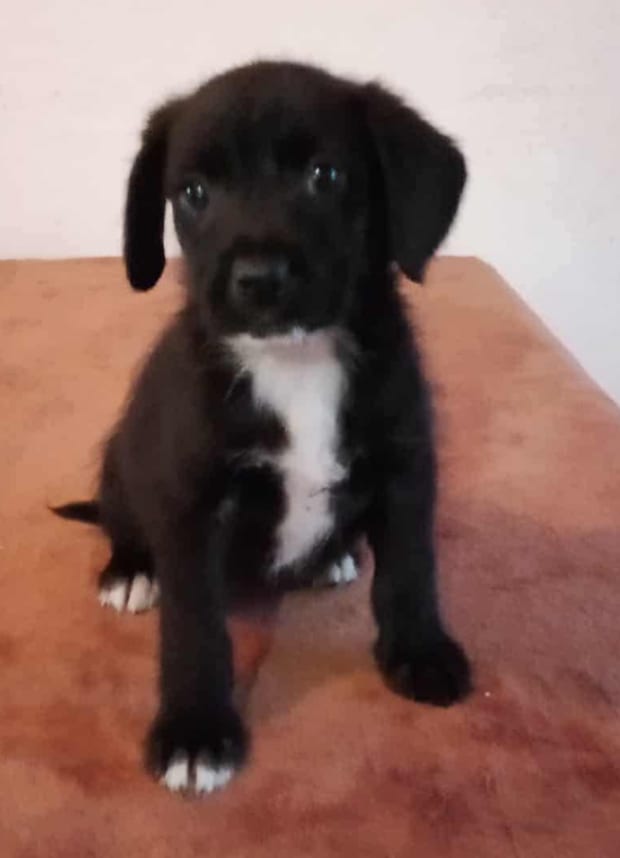 Photo of Rosie, adoptable Labrador Retriever in Dana Point, California