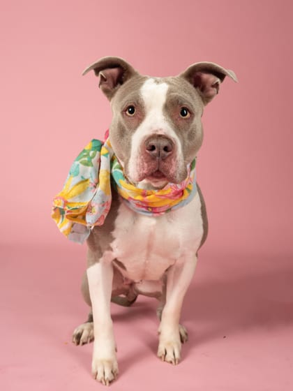 Photo of Pen, adoptable dog in Atlanta, Georgia