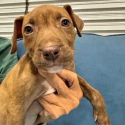Photo of Tip, adoptable American Pit Bull Terrier Hound (Unknown Type) in Indiantown, Florida