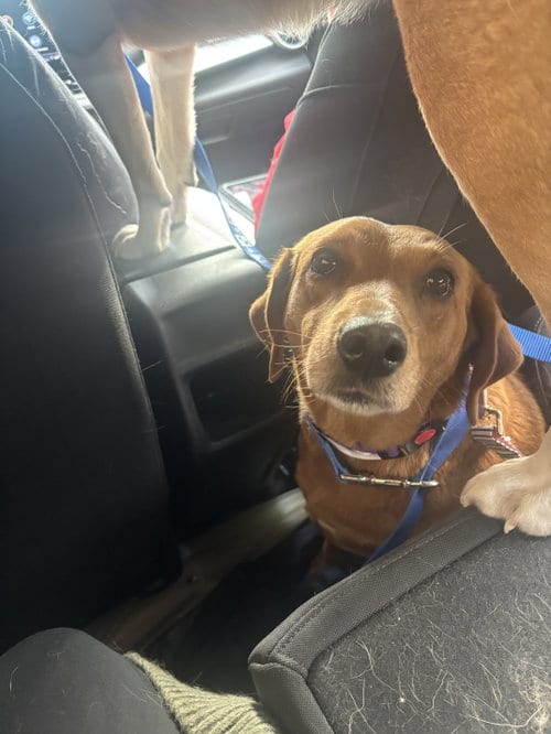 Photo of Jane - sweet mamma, adoptable Labrador Retriever in Oakhurst, New Jersey