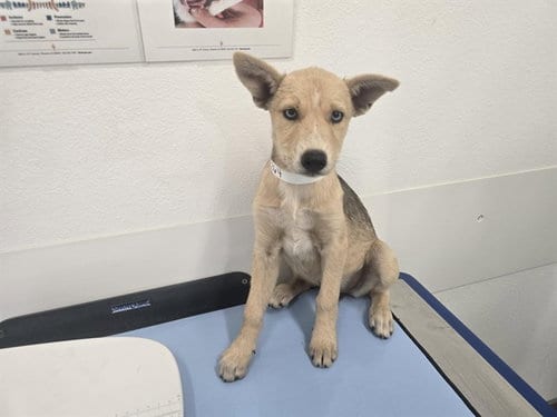 Photo of Oakley, adoptable Husky in Mesa, Arizona