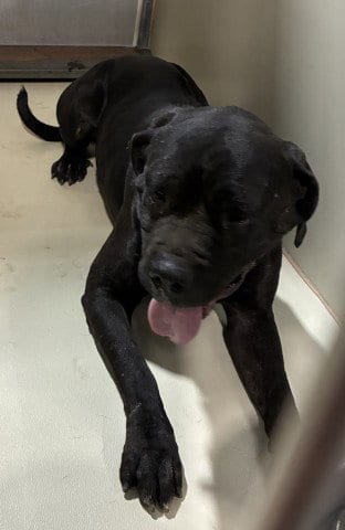 Photo of Aries, adoptable Mastiff in Bakersfield, California