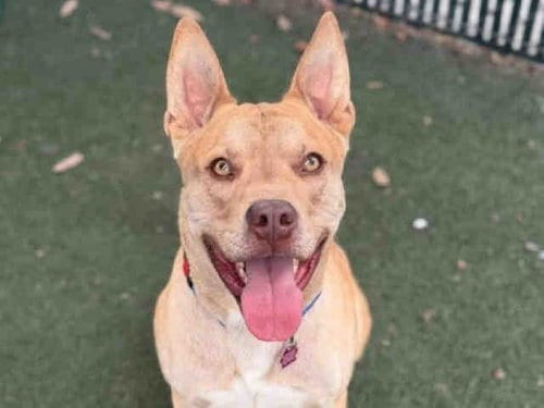 Photo of Bruno, adoptable Pit Bull Terrier in Bonita, California