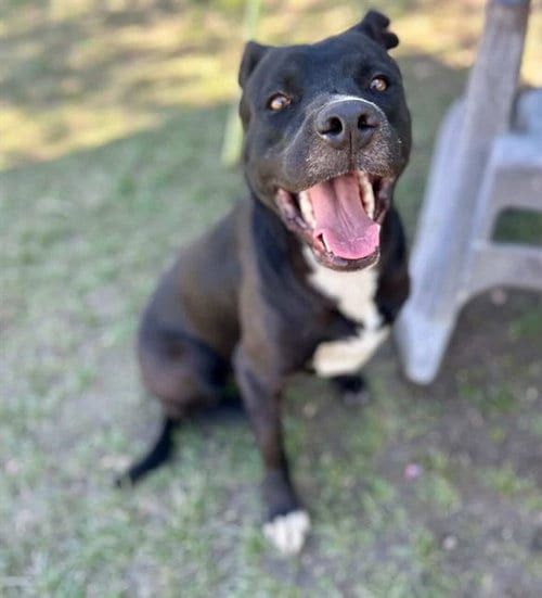 Photo of Onyx, adoptable Pit Bull Terrier in Riverside, California