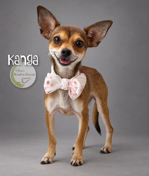 Photo of Kanga, adoptable Chihuahua in Benton, Louisiana