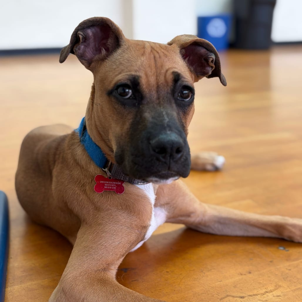 Photo of Buoy, adoptable Mixed Breed (Medium) in Portland, Oregon