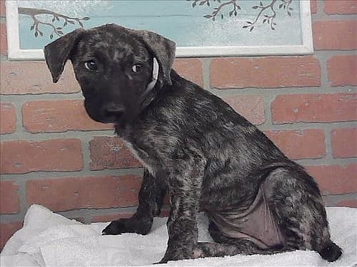 Photo of Katara, adoptable Staffordshire Bull Terrier in Houston, Texas