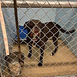 Photo of Timmy, adoptable American Pit Bull Terrier Mixed Breed (Medium) in Blountville, Tennessee