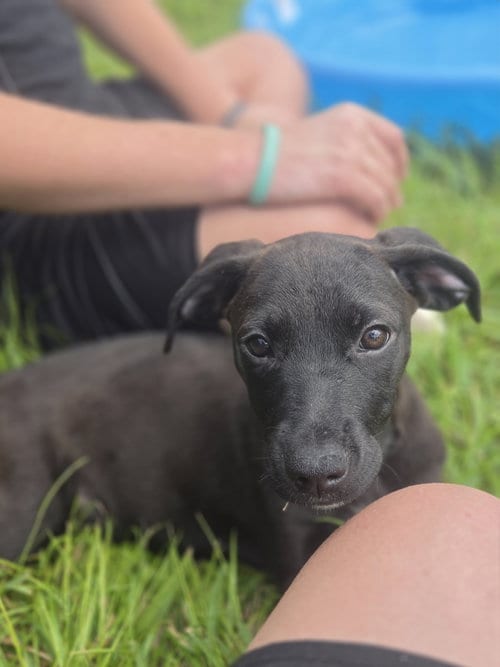 Photo of Jack, adoptable Labrador Retriever in Sanford, Florida