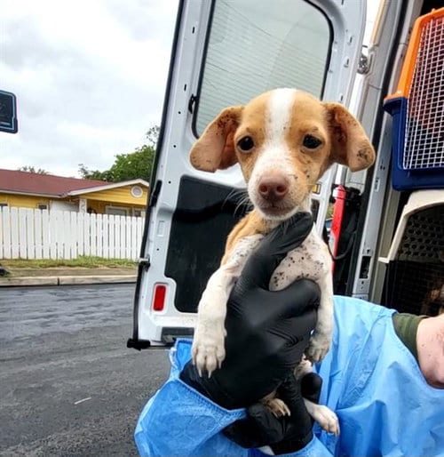 Photo of Gigi, adoptable Terrier in San Antonio, Texas