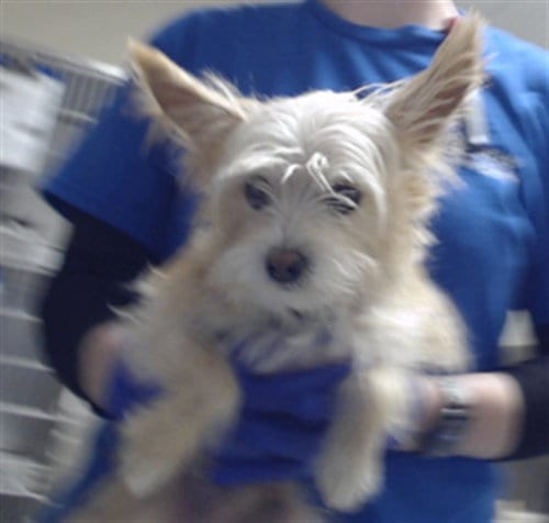 Photo of Milo, adoptable Silky Terrier in Fayetteville, North Carolina