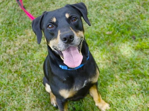 Photo of Kenney, adoptable Black and Tan Coonhound in Tallahassee, Florida