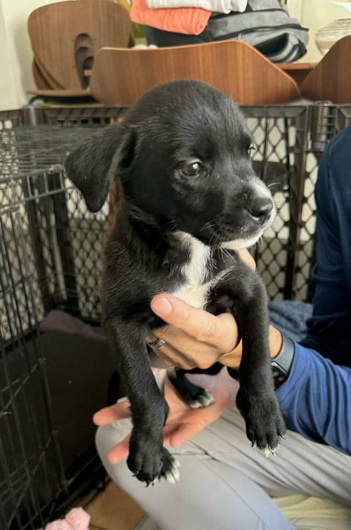 Photo of BP Misty, adoptable Labrador Retriever in San Diego, California