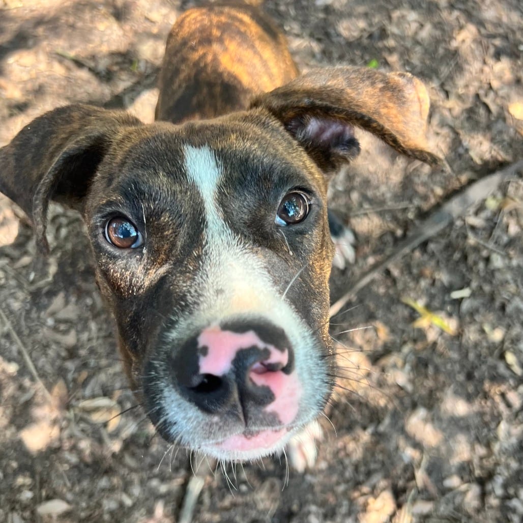 Photo of Cutie, adoptable Mixed Breed (Medium) in Summerville, South Carolina