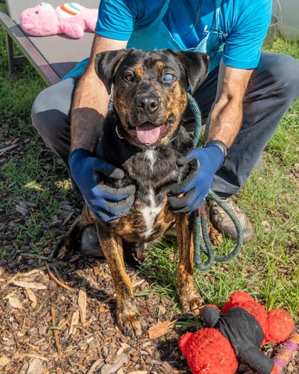 Photo of Blake, adoptable dog in Chamblee, Georgia