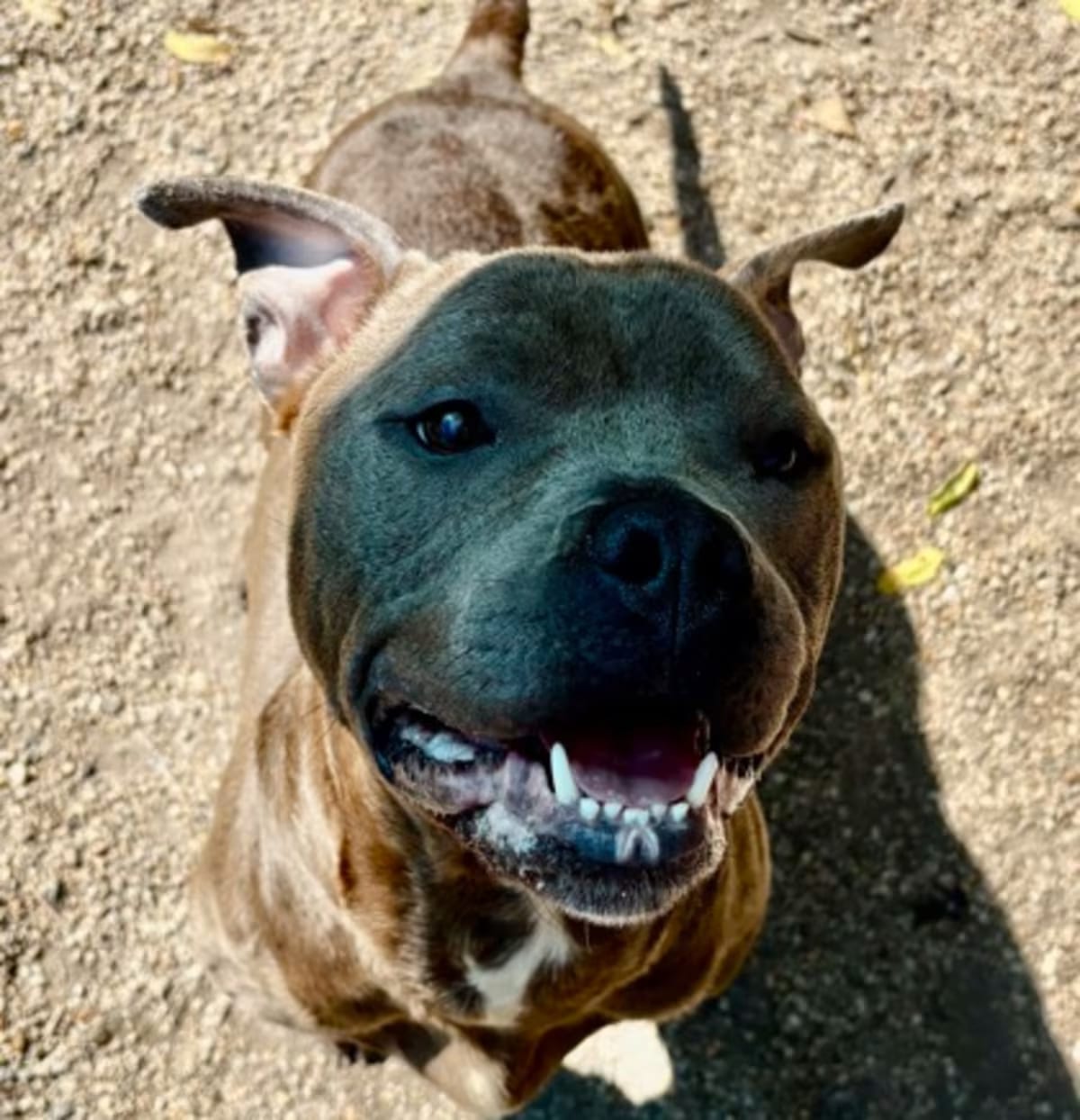 Photo of Bella Louise, adoptable Terrier (Unknown Type, Medium) in New Orleans, Louisiana