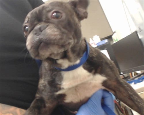 Photo of Rosey, adoptable French Bulldog in San Bernardino, California