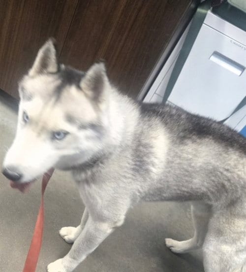 Photo of A171968, adoptable Siberian Husky in Bakersfield, California