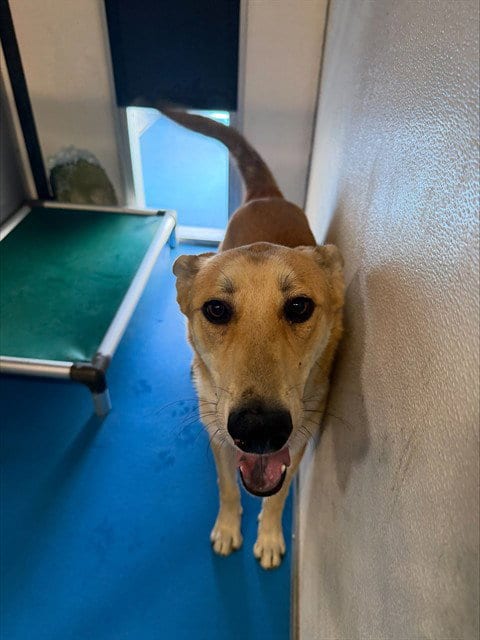 Photo of Buddy, adoptable German Shepherd Dog in Bakersfield, California