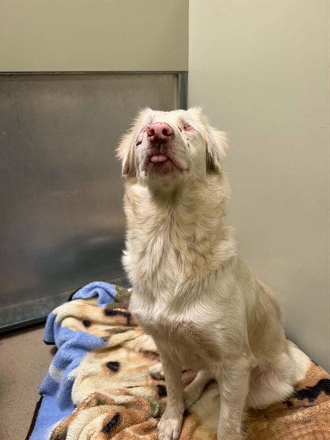 Photo of Judy, adoptable Border Collie in Santa Maria, California