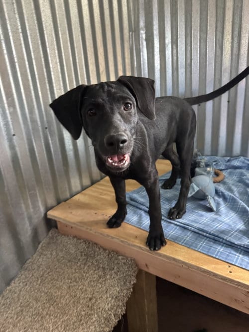 Photo of Michael, adoptable Labrador Retriever in Williamsburg, New Mexico